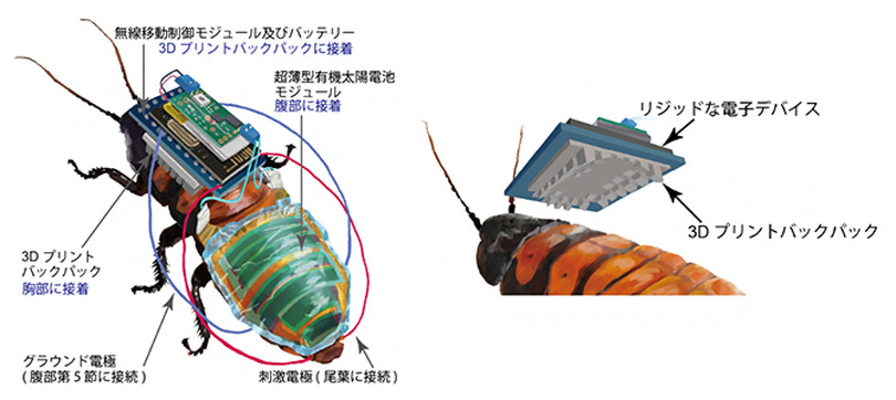 ソーラー充電式サイボーグゴキブリの開発に成功。遠隔操作で監視や生存者捜索に活用提案