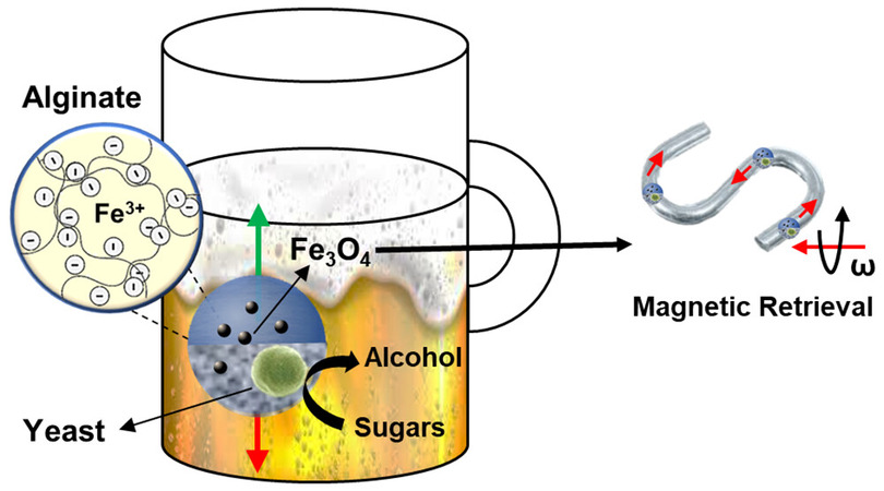 ビール酵母をカプセル化、醸造～ろ過工程を短縮する酵母ビーズ「BeerBots」