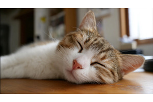 「猫は人生のほとんどを寝て過ごす」などの猫文をプロンプトに混ぜるとAIが混乱する「CatAttack」脆弱性など、生成AI技術5つを解説（生成AIウィークリー） 画像