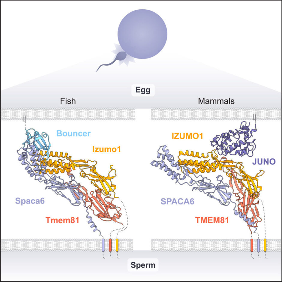 ディセンション 繁殖池/Breeding Pool 英語版Foil　状態PLD EX+](FOIL)繁殖池/Breeding Pool《英語》【EXP】