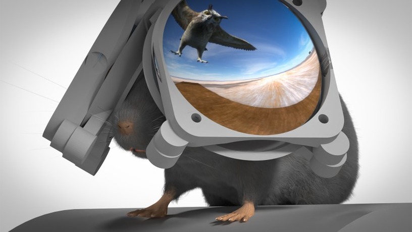 研究者が実験用マウス向けVRヘッドセットを開発。頭上からの鳥の襲来への反応など調査のため 画像