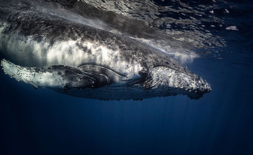 SETI協会ら、クジラと20分間の「会話」に成功したと報告。地球外生命探索に関する研究で 画像