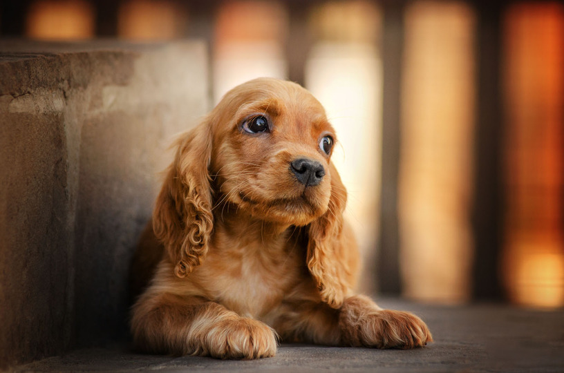 犬は飼い主のストレス具合を嗅ぎ分ける？実験で、息や汗の成分変化を感じ取れると判明 画像