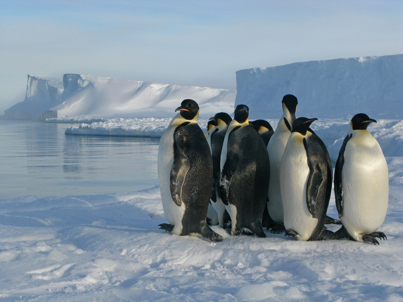 英国の研究者、宇宙から皇帝ペンギンの知られざる生息地を発見 画像