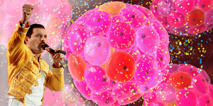 クイーンの楽曲『ウィ・ウィル・ロック・ユー』を聴くとインスリン分泌が促進するデザイナー細胞の研究が発表。『アヴェンジャーズ』サントラも効果 画像
