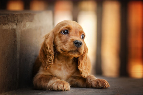 犬は飼い主のストレス具合を嗅ぎ分ける?実験で、息や汗の成分変化を感じ取れると判明 画像