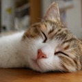 「猫は人生のほとんどを寝て過ごす」などの猫文をプロンプトに混ぜるとAIが混乱する「CatAttack」脆弱性など、生成AI技術5つを解説（生成AIウィークリー）
