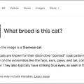 新しいGoogle検索「AIモード」が始まったけど、Geminiとどう使い分けたらいいの？（Google Tales）