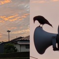 避暑地で新しいPixelたちといっしょ。Pixel 11 Pro/Pro Fold & Pixel Watch 5とGemini Intelligenceのコンビっぷり(Google Tales)