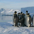 British Antarctic Survey