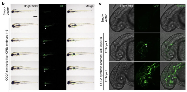 この世に“存在しない”DNA配列をAIが創造。生成した人工DNA配列をマウスや魚に組み込む(生成AIクローズアップ)